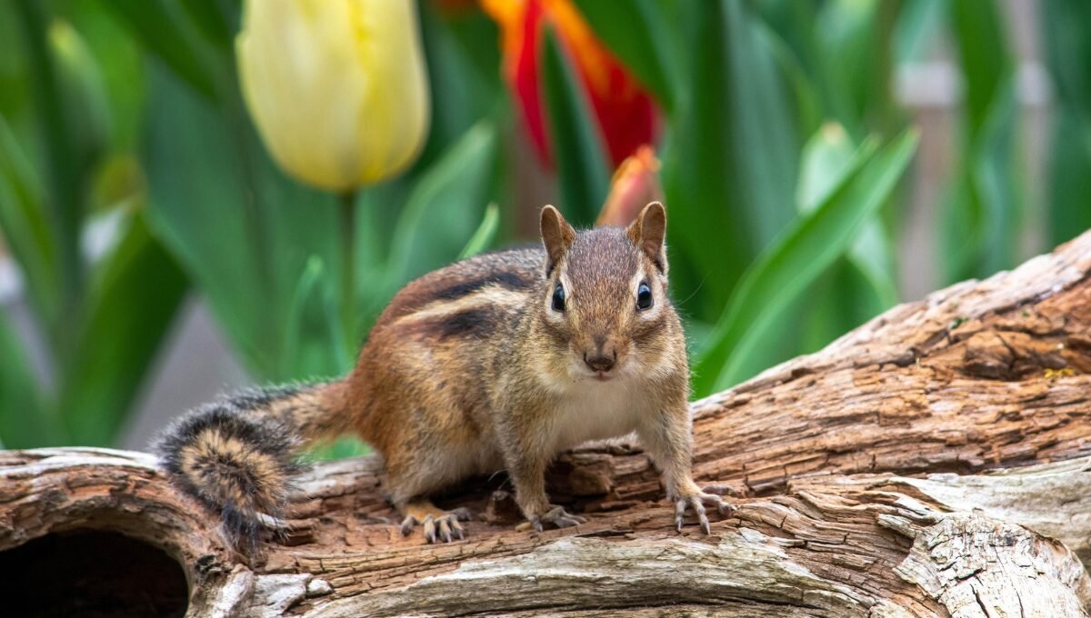 Chipmunk infestation in house