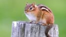 Types of Chipmunks: 20 Species Identification Guide