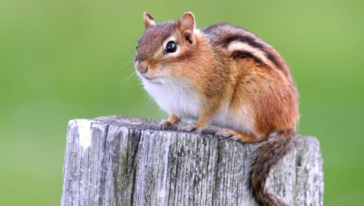 Eastern Chipmunk