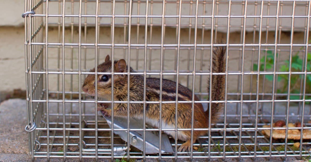How to Catch a Chipmunk in Your House​