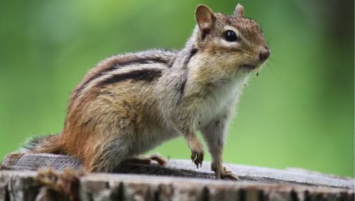 How to get rid of chipmunks