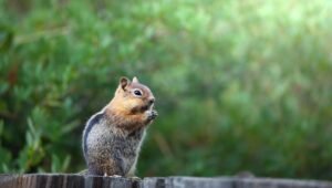 How to keep chipmunks out of garden
