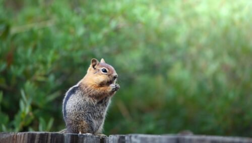 How to keep chipmunks out of garden