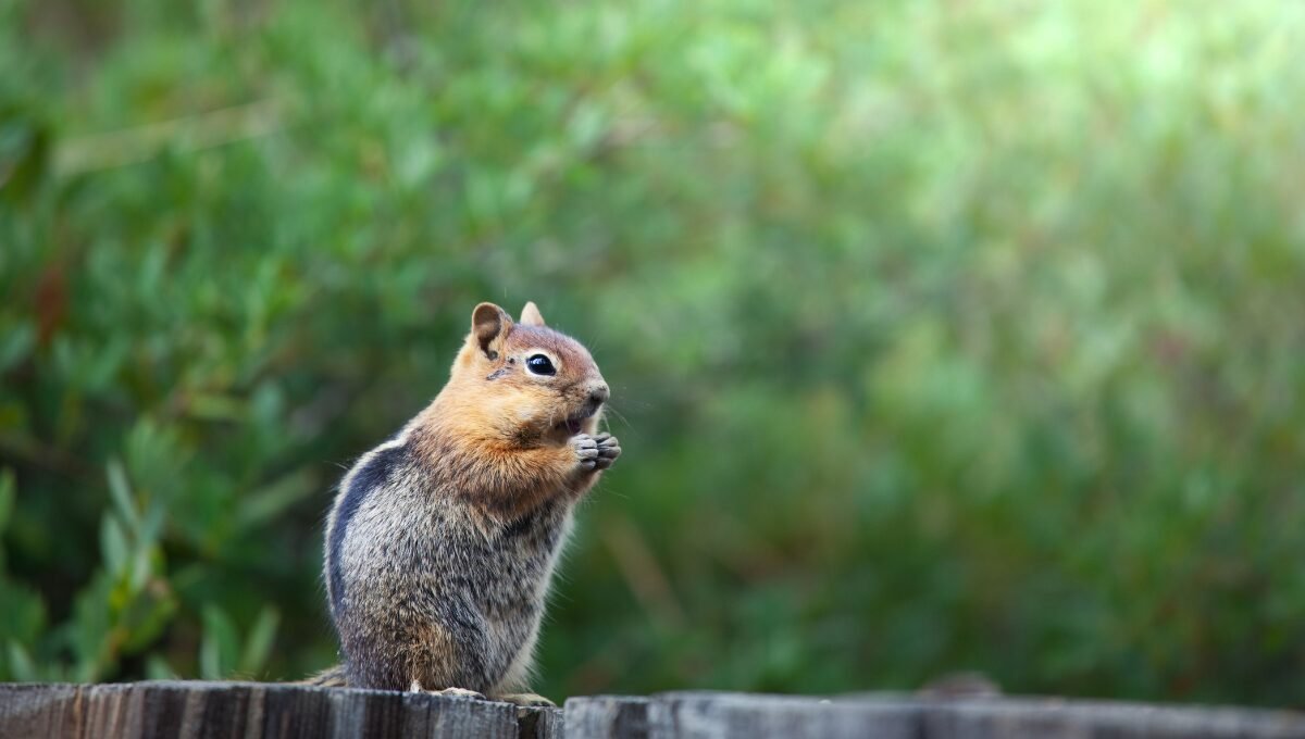 How to keep chipmunks out of garden