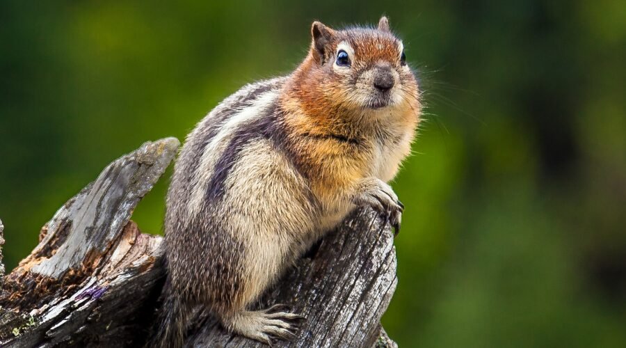 Identify Chipmunks​