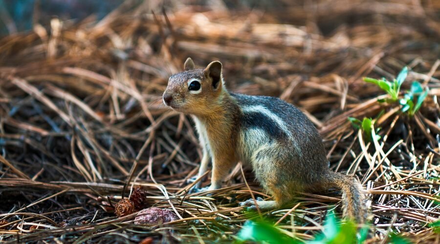 Signs You Have Chipmunks In Your Garden,