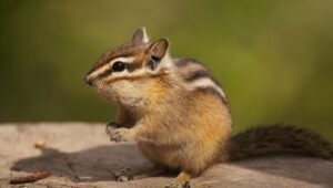 Types of Chipmunks