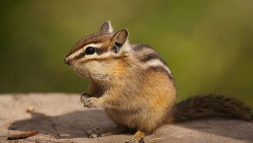 Types of Chipmunks