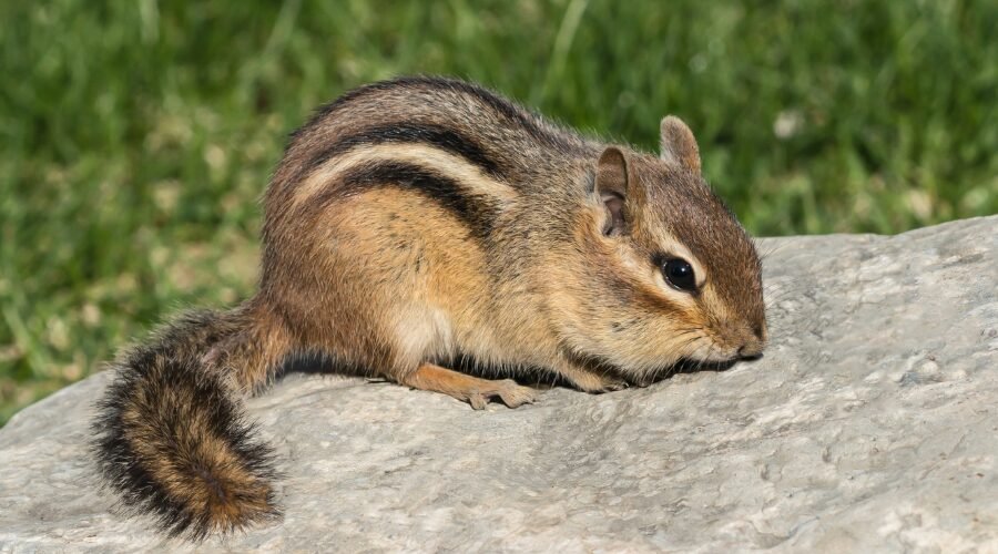 Why Chipmunks Come to Your Yard​