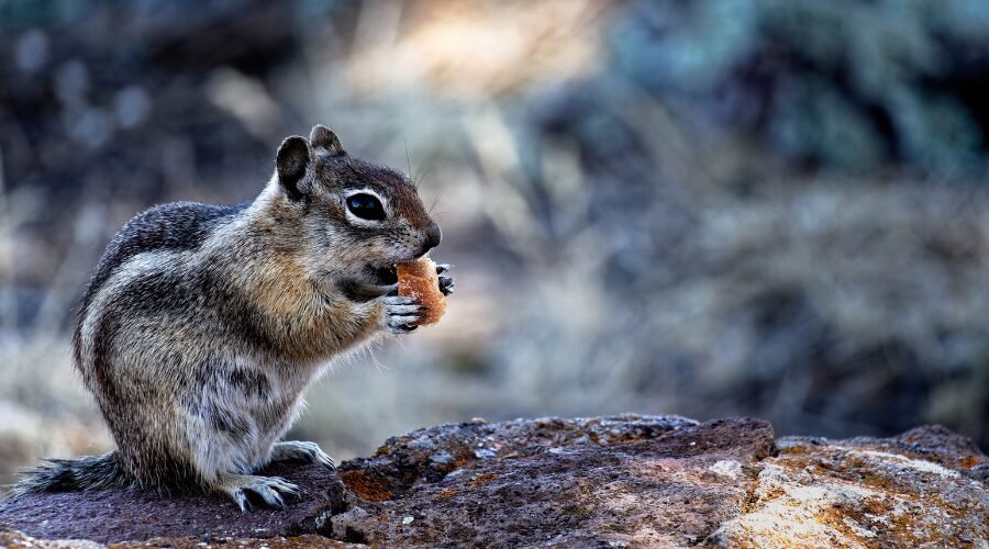 What Attracts Chipmunks to Your House​