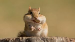 What do chipmunks eat