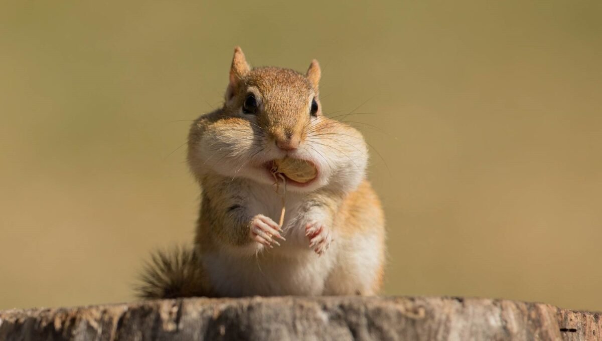 What do chipmunks eat