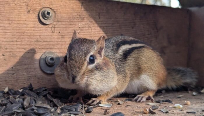 Types of Chipmunks: 20 Species Identification Guide