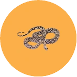 Snake Removal in Brampton