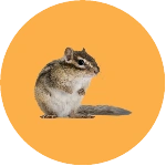 Chipmunk Control Brampton