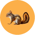 Squirrel Removal Brampton