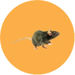 Rodent Removal Brampton