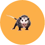 Opossum Removal Brampton