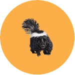 Skunk Control in Brampton