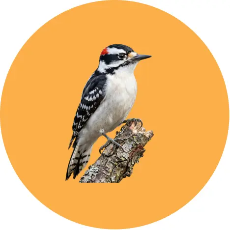 woodpecker