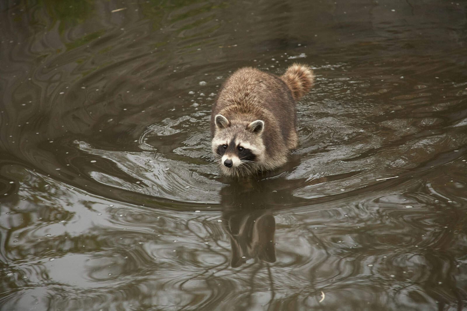 what is raccoon