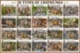 Types of Chipmunks: 20 Species Identification Guide
