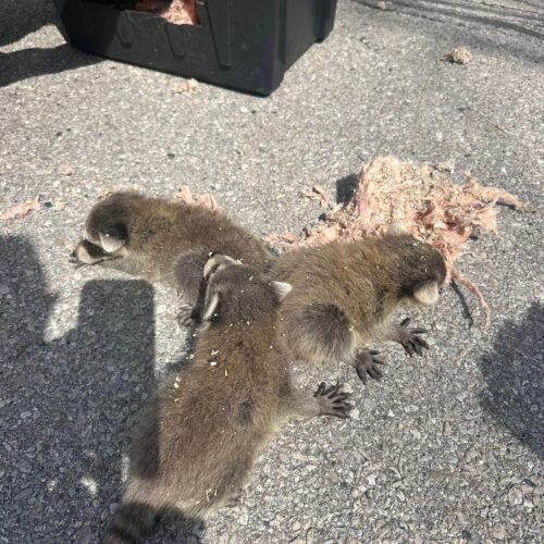 raccoon baby remove safely